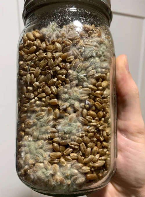 Spawn jar contamination green mold trich