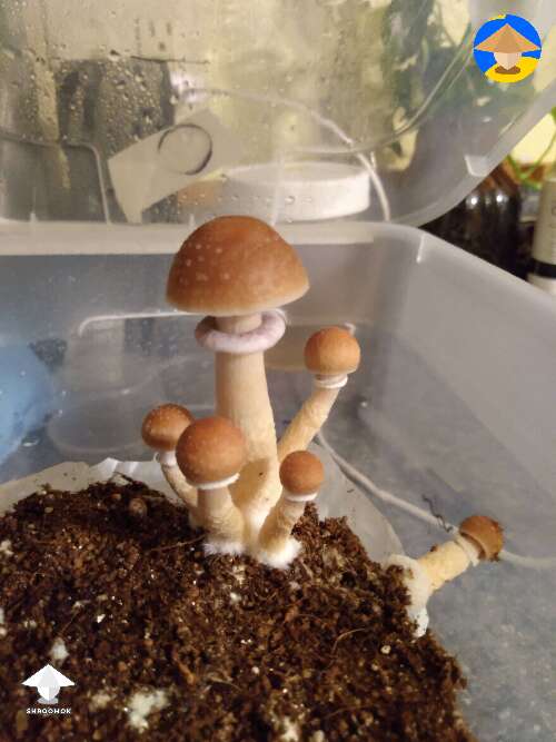 Crossed B positive and Avery mushroom strains #3