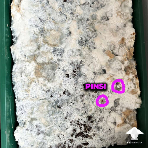Natalensis first pins - 12 days of fruiting period