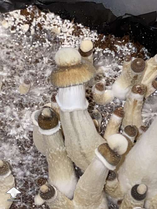 B+ shrooms with funny mutation on caps