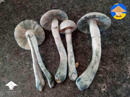 Albino Pink Buffalo magic mushrooms growing