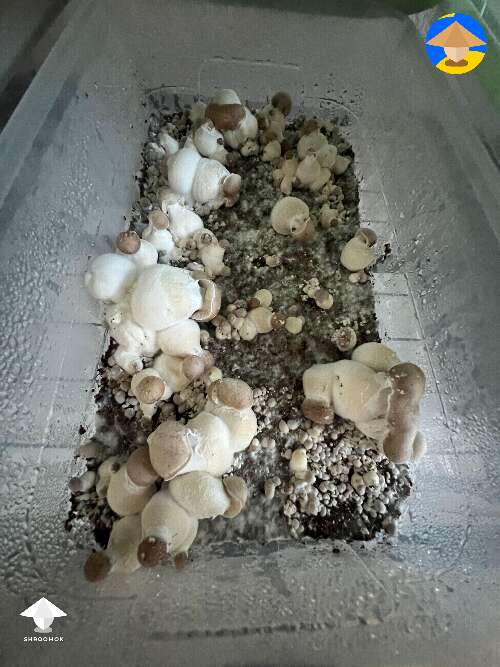 Mushroom harvest 355 grams #2