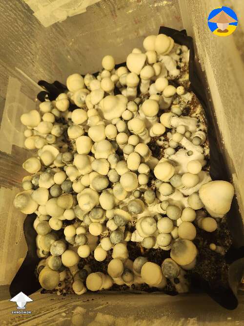 Albino Penis Envy mushrooms