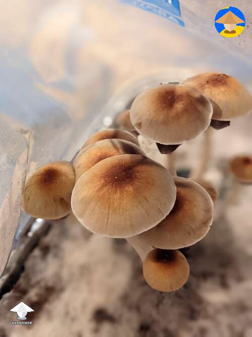 Cambodian cute mushrooms