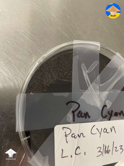 Contaminated agar plate