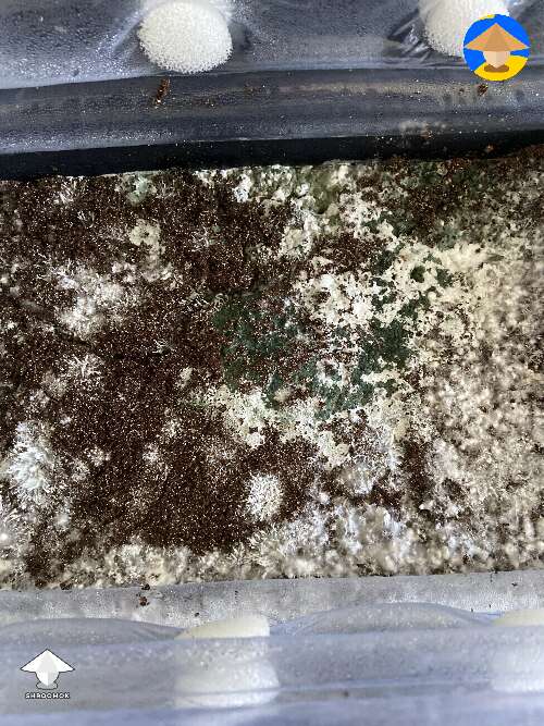 Help please! Contamination?