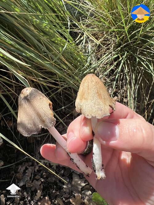 Hillbilly cubes growing out of where I buried my cake a few weeks ago