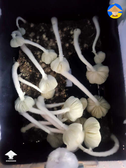 True Albino Teacher mushrooms #2