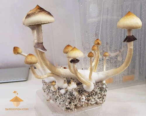 Growing psilocybe mushrooms 5 flush of fruiting and harvesting