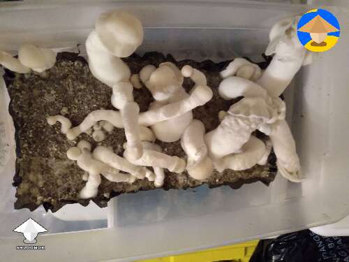 First tub of new growing season Pearly Gates magic mushrooms