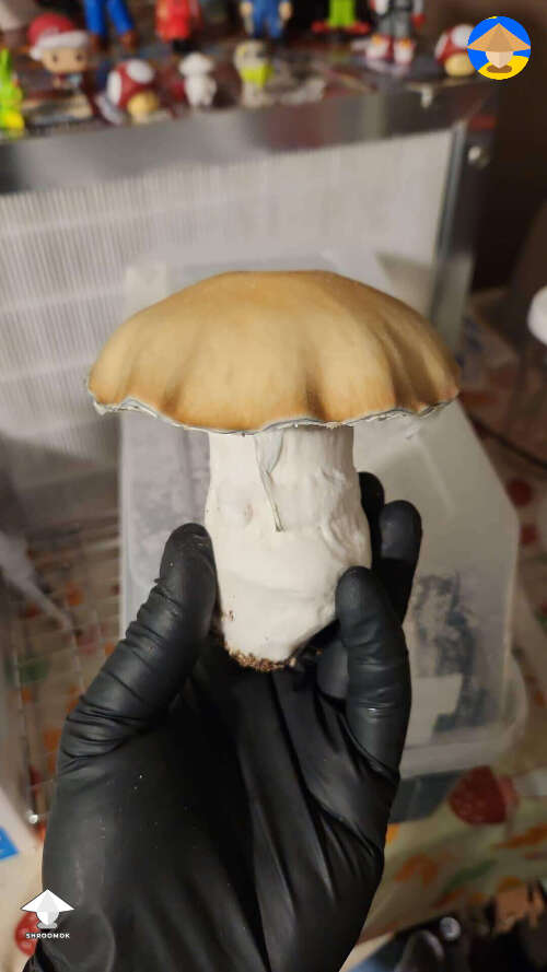 Giant Bluey Vuitton shroom 147g wet