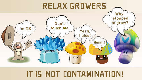 Not contamination problems in mushroom cultivation