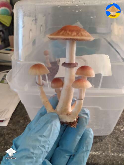 Mushroom cluster