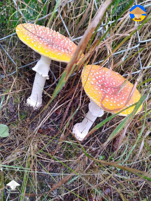 Found it while working there was a couple more Amanita next to it