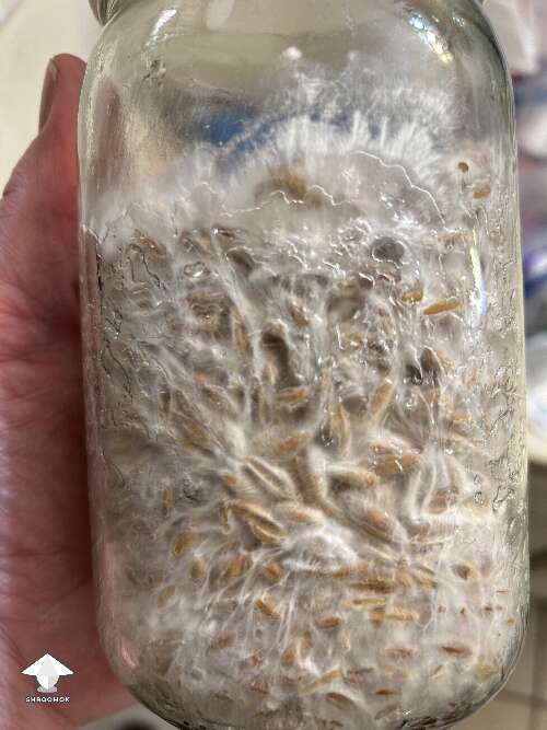 Non break and shake and the mycelium growing like one big root system
