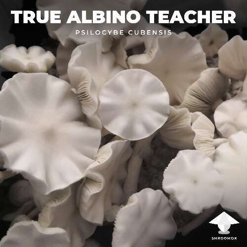 Tat true albino teacher