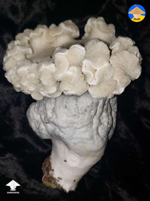 Gandalf magic mushrooms