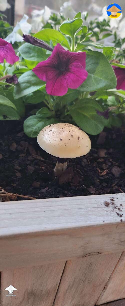 Mushroom blooming in my garden