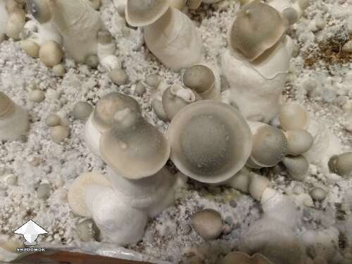 Cubensis Haole shrooms by Mycelia P