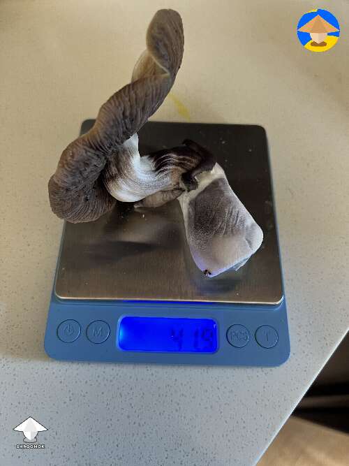 Golden Teacher shroom