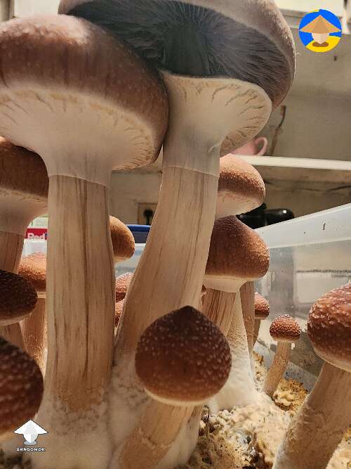 B plus mushrooms ready for harvest