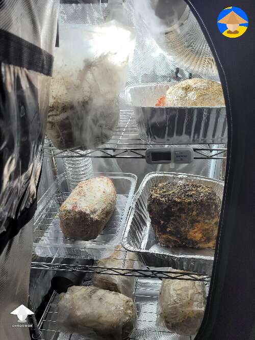 Grow tent with edibles - pioppinos or lions mane,  2 pink oysters and shiitake