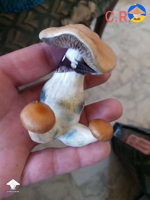Columbian Rust mushroom