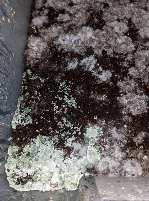 Green mold contaminated mushroom casing layer