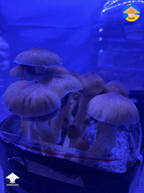 PE6 mushrooms