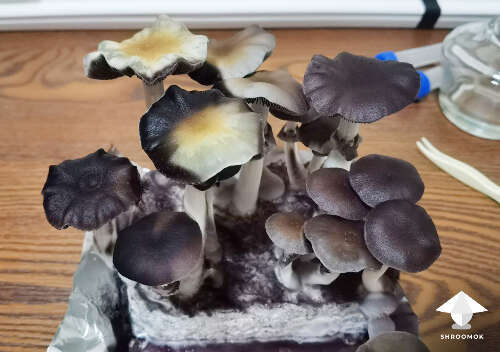 Dark mushroom caps - sporulating