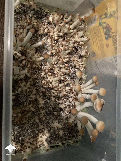 Second flush is doing great - Pink Buffalo mushrooms