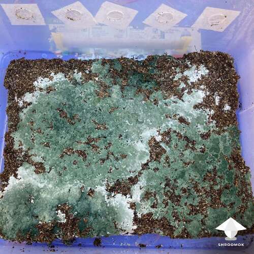 Monotub mushroom block contaminated by trichoderma mold