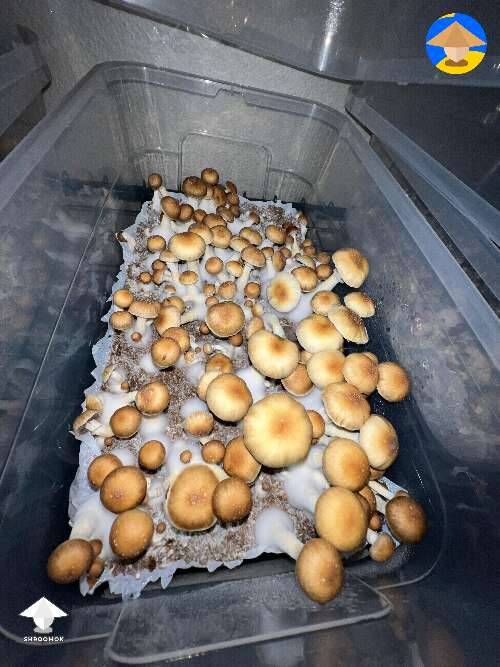 Hillbilly Cubensis shrooms #2