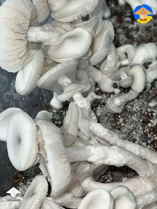 Psilocybe Cubensis Avery's Albino #2