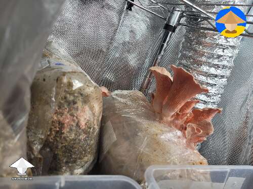 Pink oysters fruiting in grow tent