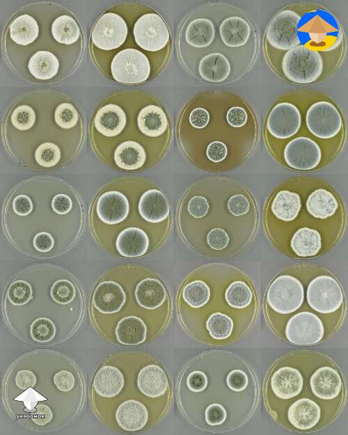 Penicillium mold samples