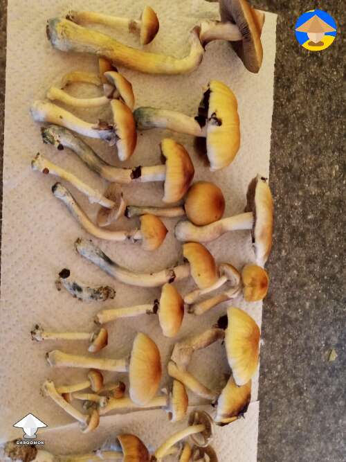 Shrooms harvest