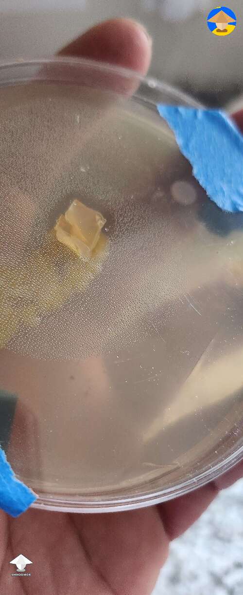 This is APEs its pretty clearly contaminated but there is a small patch that looks ok. When should I move it to a new agar plate?