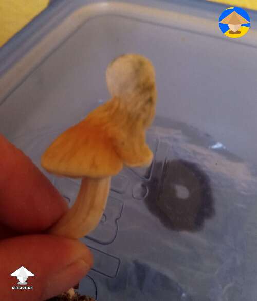 Funny shroom