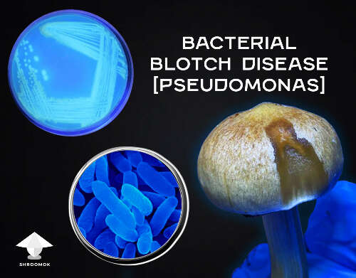 Bacterial blotch disease mushroom cultivation