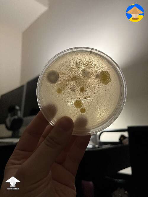 Some of these contaminants are so cool looking