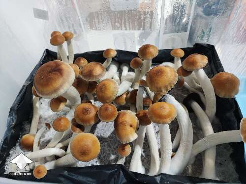 Nice mushroom fruiting - Cubensis Mr Peanut