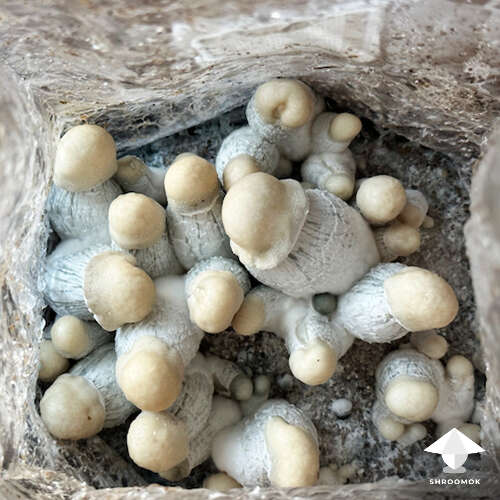 Cubensis Caspers Ghost magic mushrooms fruiting