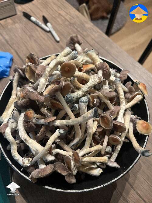 Harvested two tubs of GT mushrooms last night #2