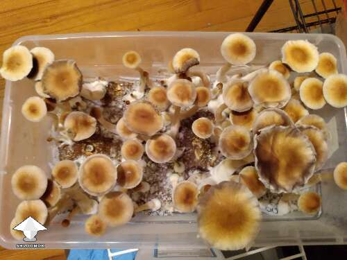 Cubensis Tidal Wave mushroom fruiting shoebox