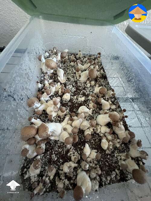 Mushroom harvest 355 grams #3