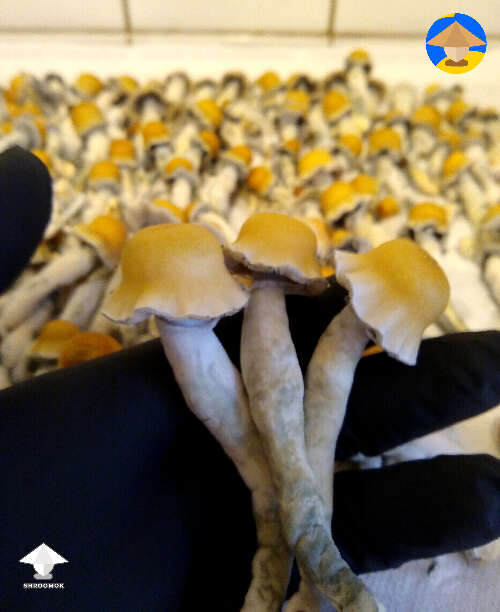 Kotaro mushrooms harvest