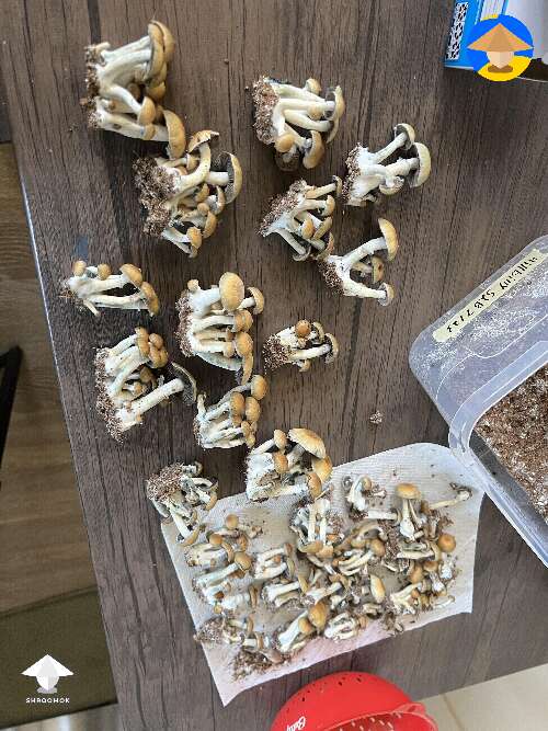 Hillibilly shrooms harvesting