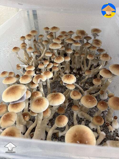 Harvested two tubs of GT mushrooms last night