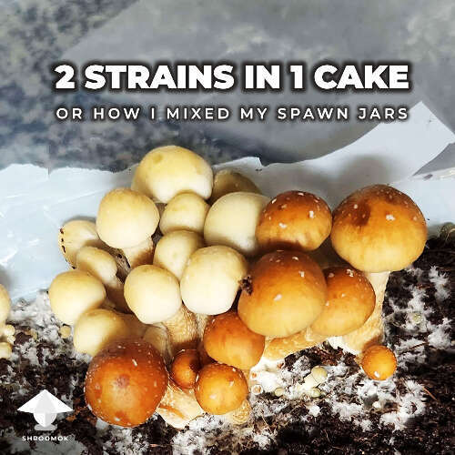 Two mushroom strains in one mushroom cake